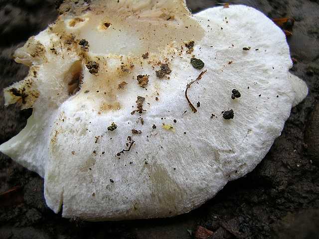2005 :  Un anno di funghi